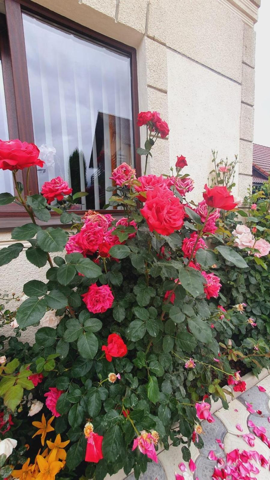 Guest house Pensiunea Belvedere Bran (Brasov)