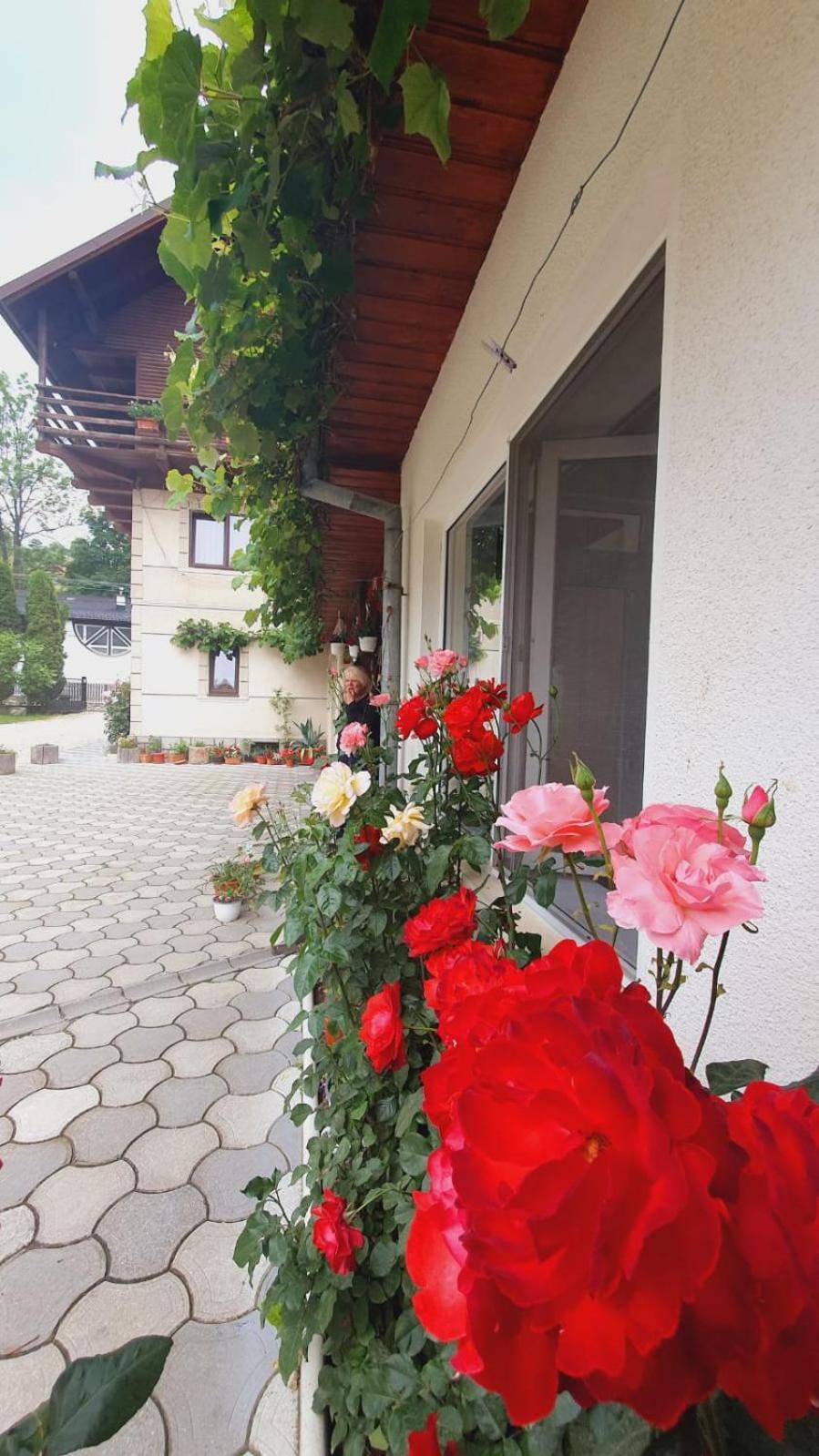 Guest house Pensiunea Belvedere *
